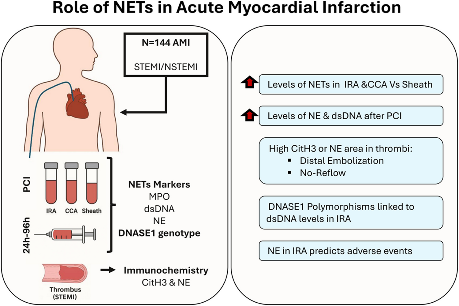 Characterization of Neutrophil Extracellular Traps in Acute Myocardial Infarction: A Translational Study