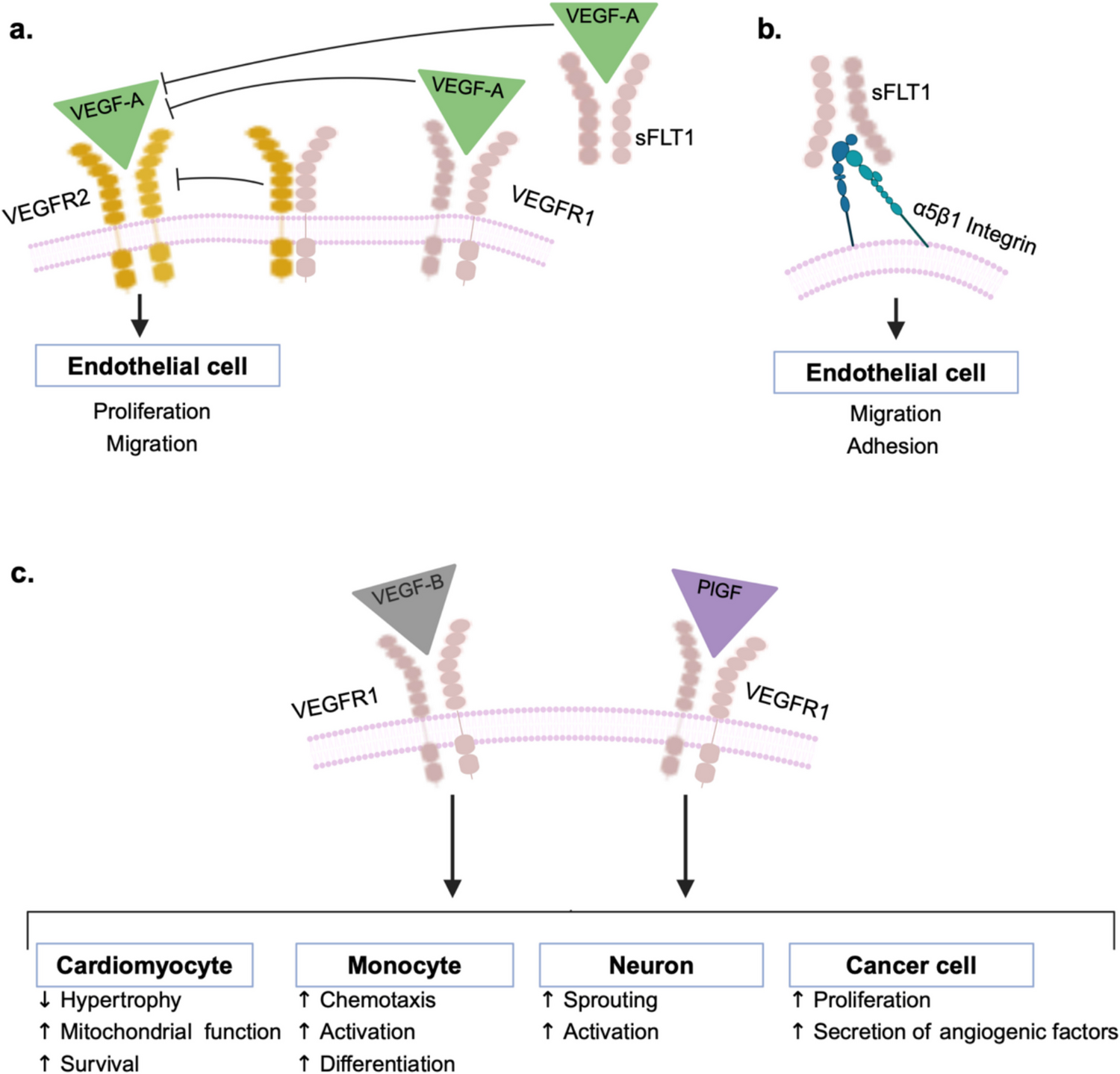 VEGFR1 as a Target for Cardiovascular Gene Therapy