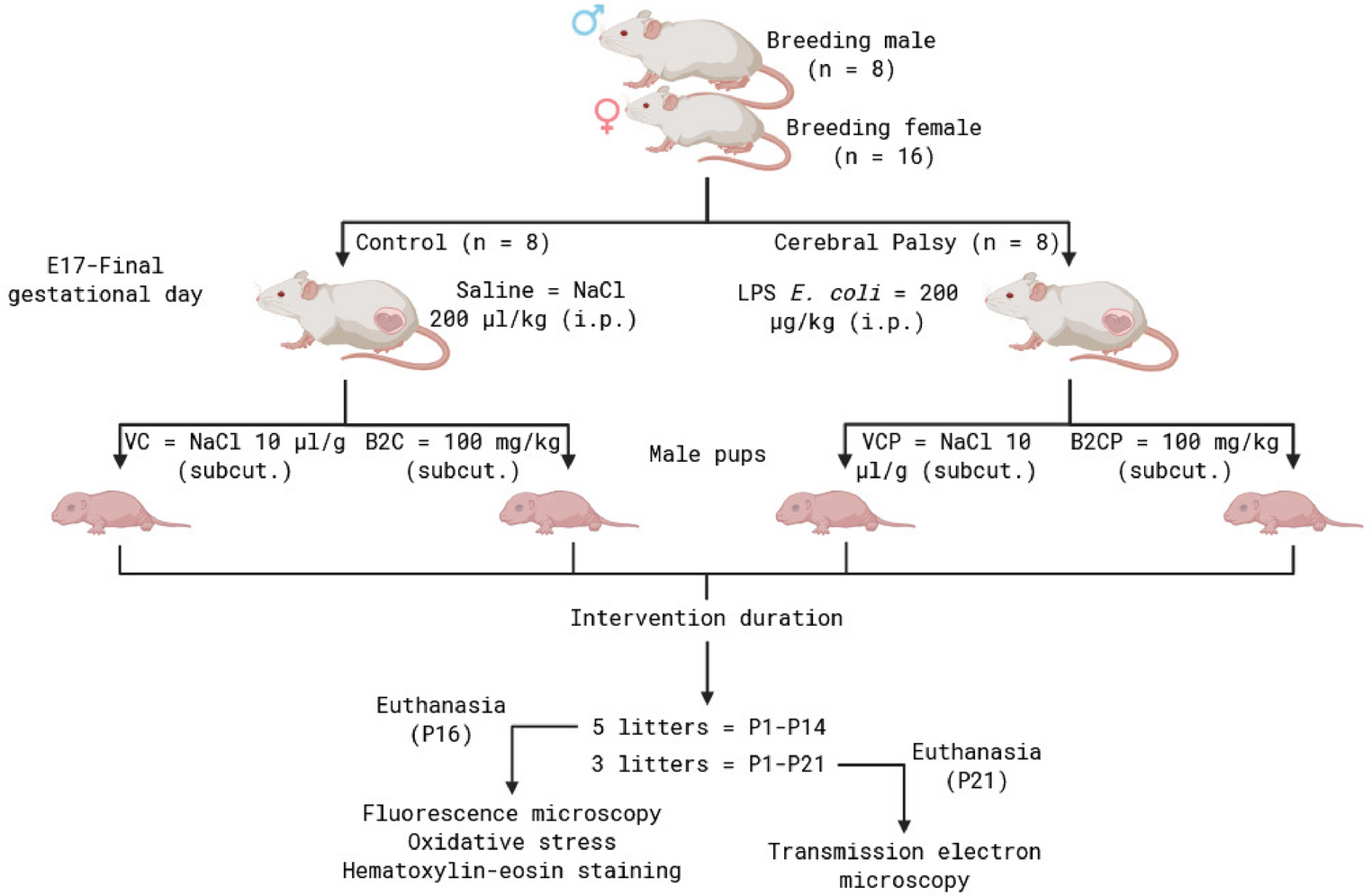 Riboflavin (Vitamin B2) Accumulation Modulates Neuronal Cellular Homeostasis in Typical Brain Development and Cerebral Palsy