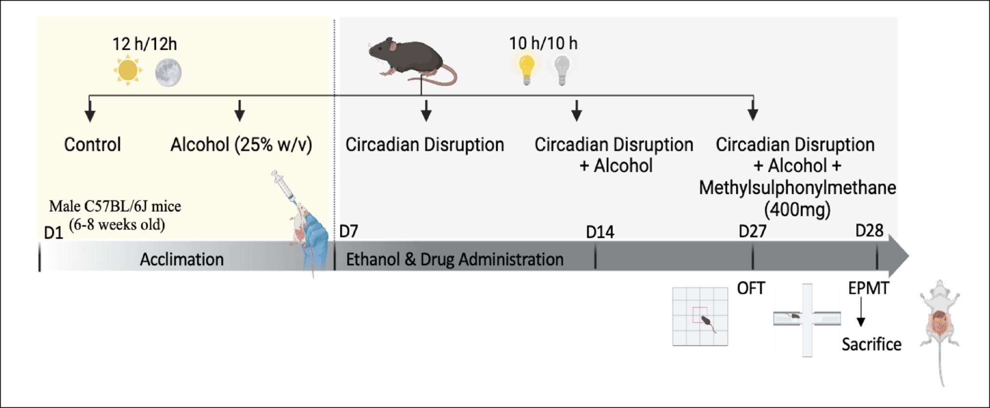 Methylsulfonylmethane Mitigates Neurobehavioral Impairment, Oxidative Stress, Changes in Trace Elements and Clock Expression in Alcohol and Circadian-Disrupted C57BL/6J Mice Brain