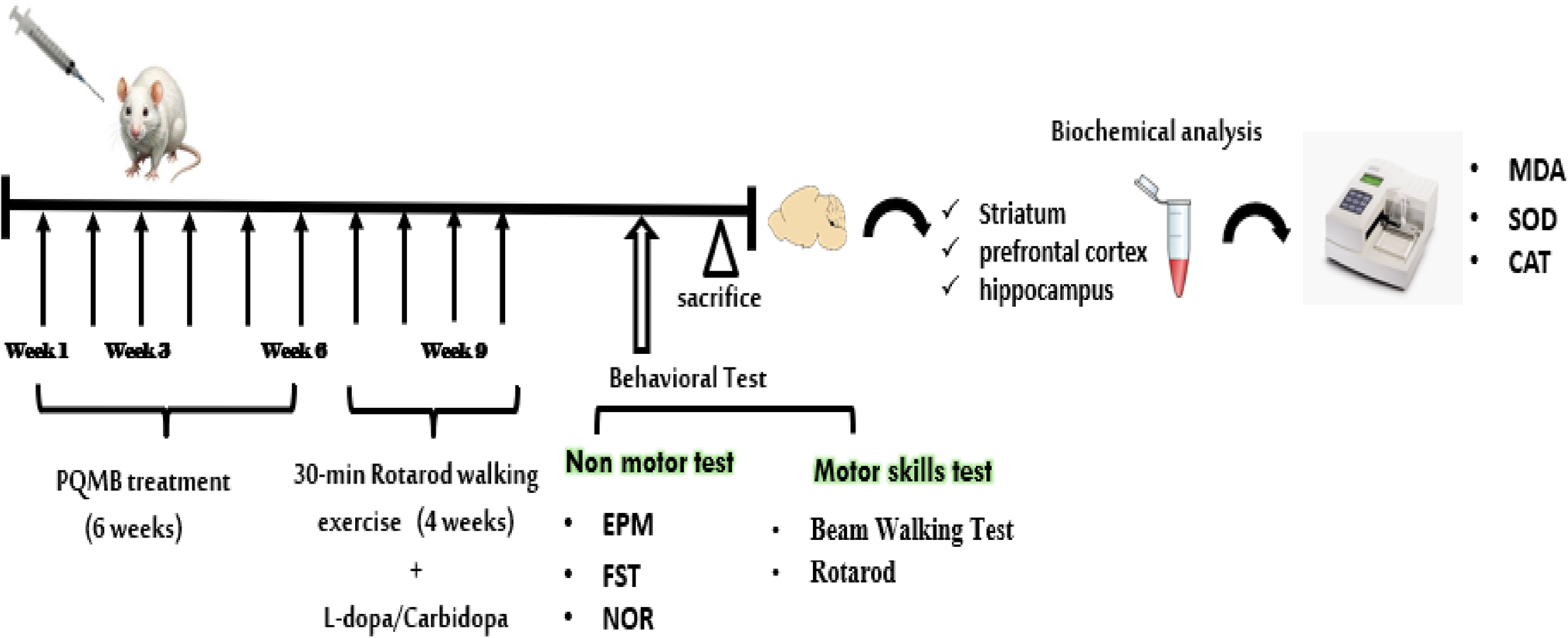 Therapeutic Effect of Physical Activity in a Male Wistar Rat Model of Paraquat and Maneb-Induced Parkinson’s Disease
