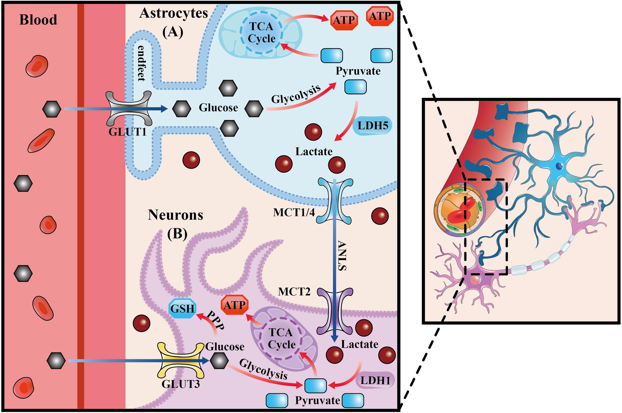 Astrocyte-Neuron Metabolic Synergies in Neurological Homeostasis and Disease