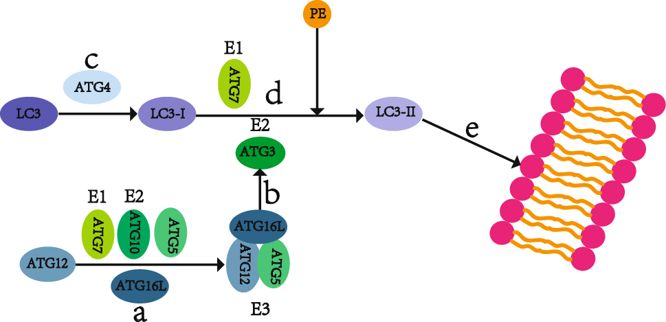 Astrocyte Autophagy in Neurodegenerative Diseases: Current Progress in Mechanisms and Therapeutics