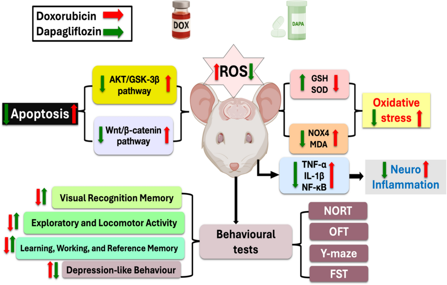 Dapagliflozin Ameliorates Doxorubicin-Induced Chemobrain and Cognitive Abnormalities in Rats: Modulation of AKT/GSK-3β and Wnt/β-Catenin Pathways