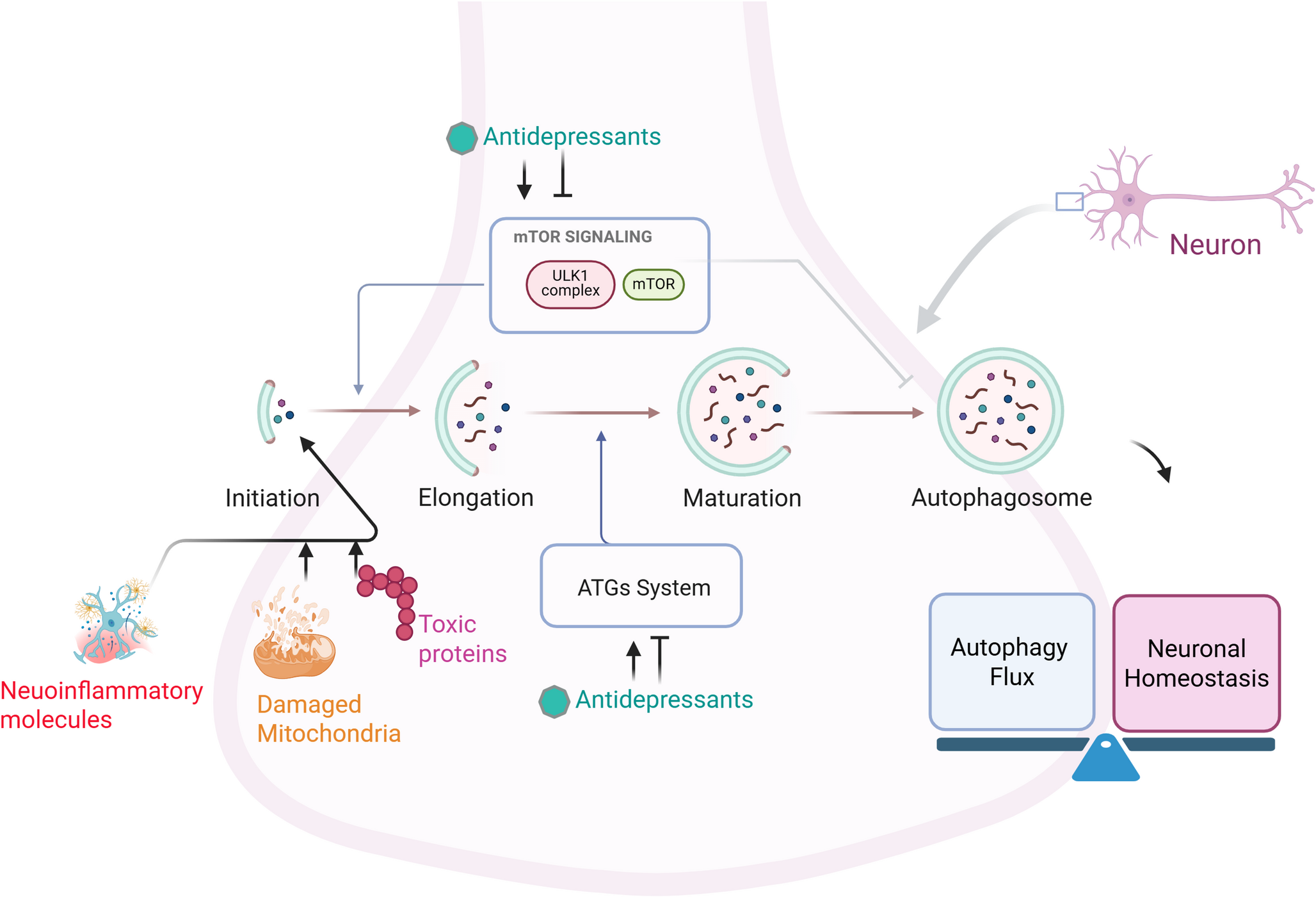 Autophagy Modulation by Antidepressants: Mechanisms and Implications