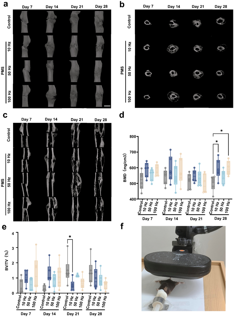 Effects of Peripheral Magnetic Stimulation on Bone Healing After Fractures in Mice