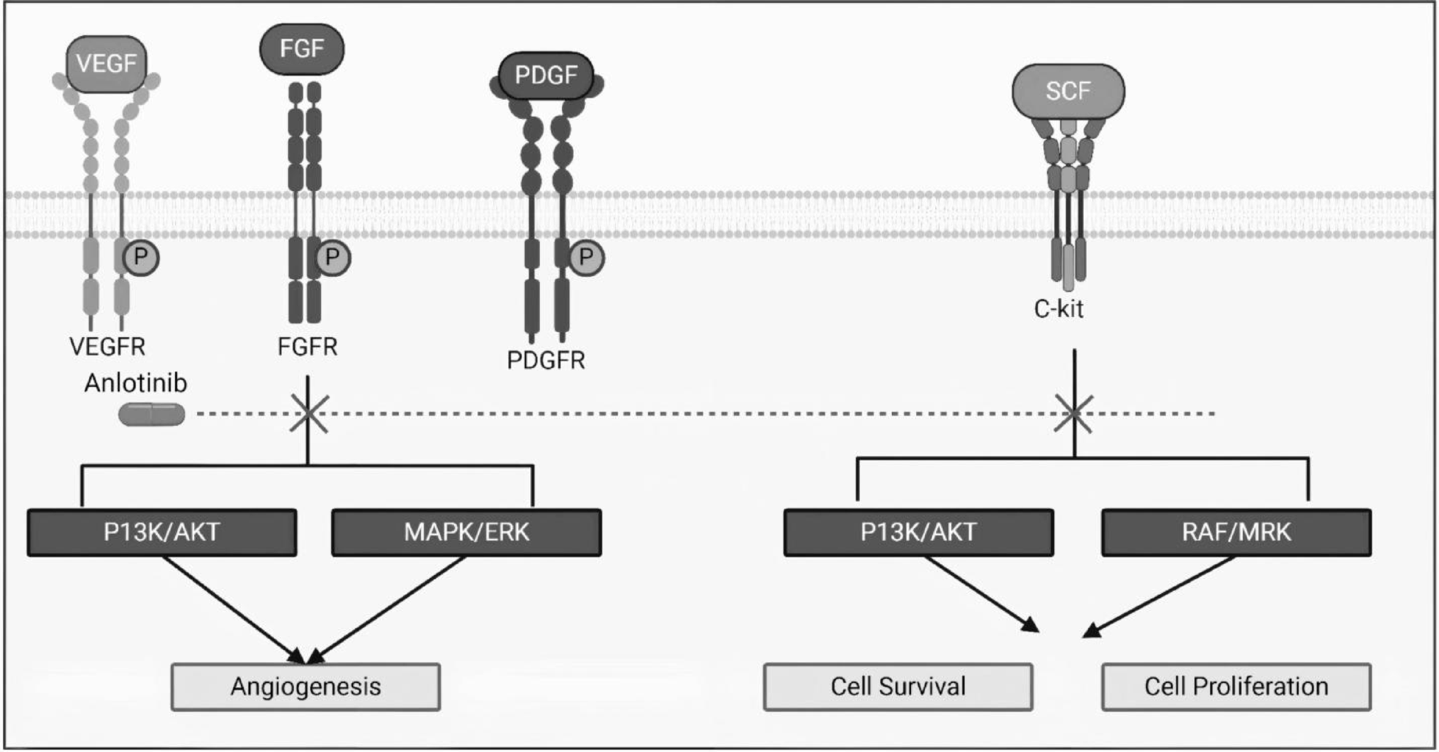 Anlotinib in cancer therapy: mechanisms of action, clinical applications, and future perspectives