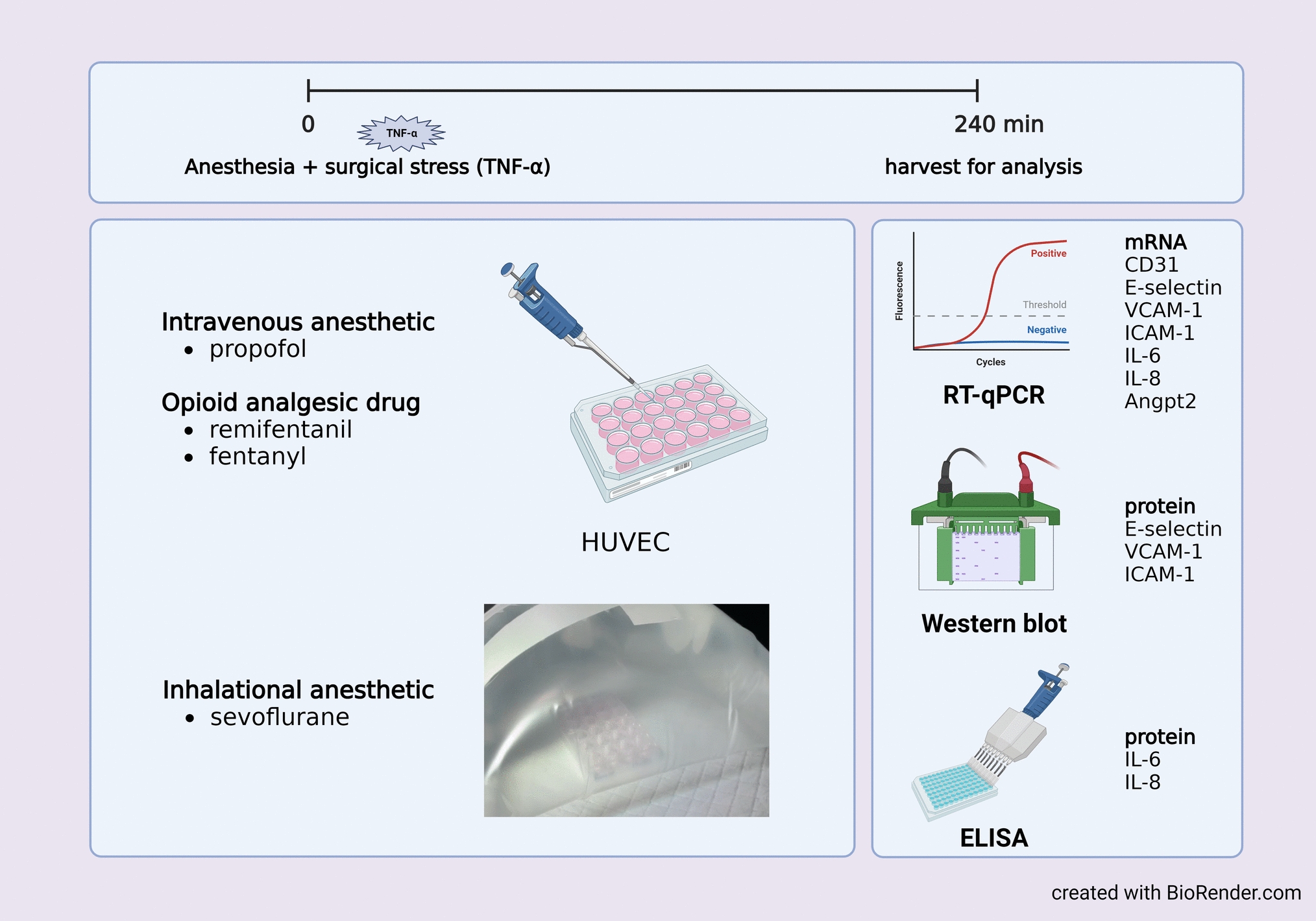 Effects of sevoflurane, propofol, remifentanil, and fentanyl on the endothelial proinflammatory response: an  exploratory study
