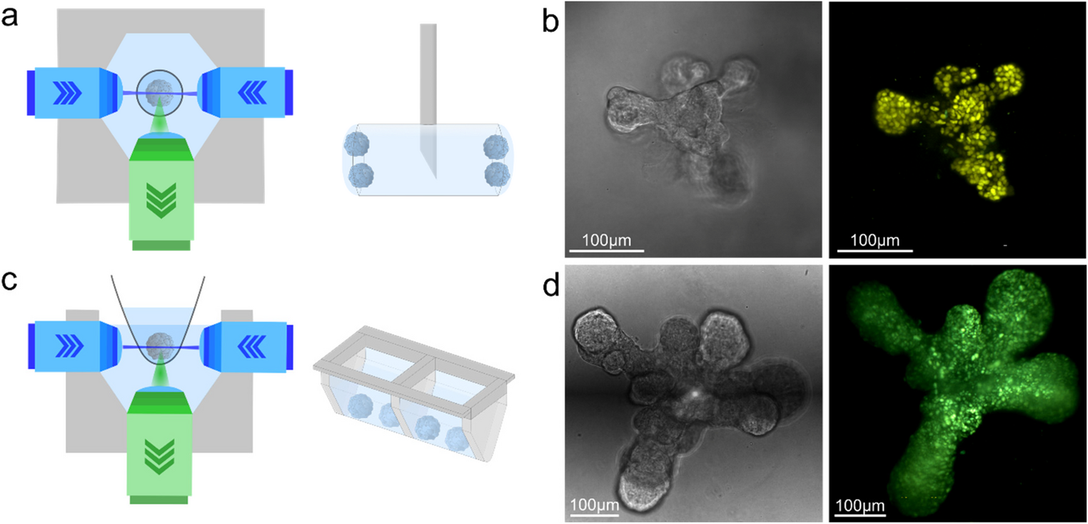 Live-cell imaging of mammary organoids using light sheet microscopy