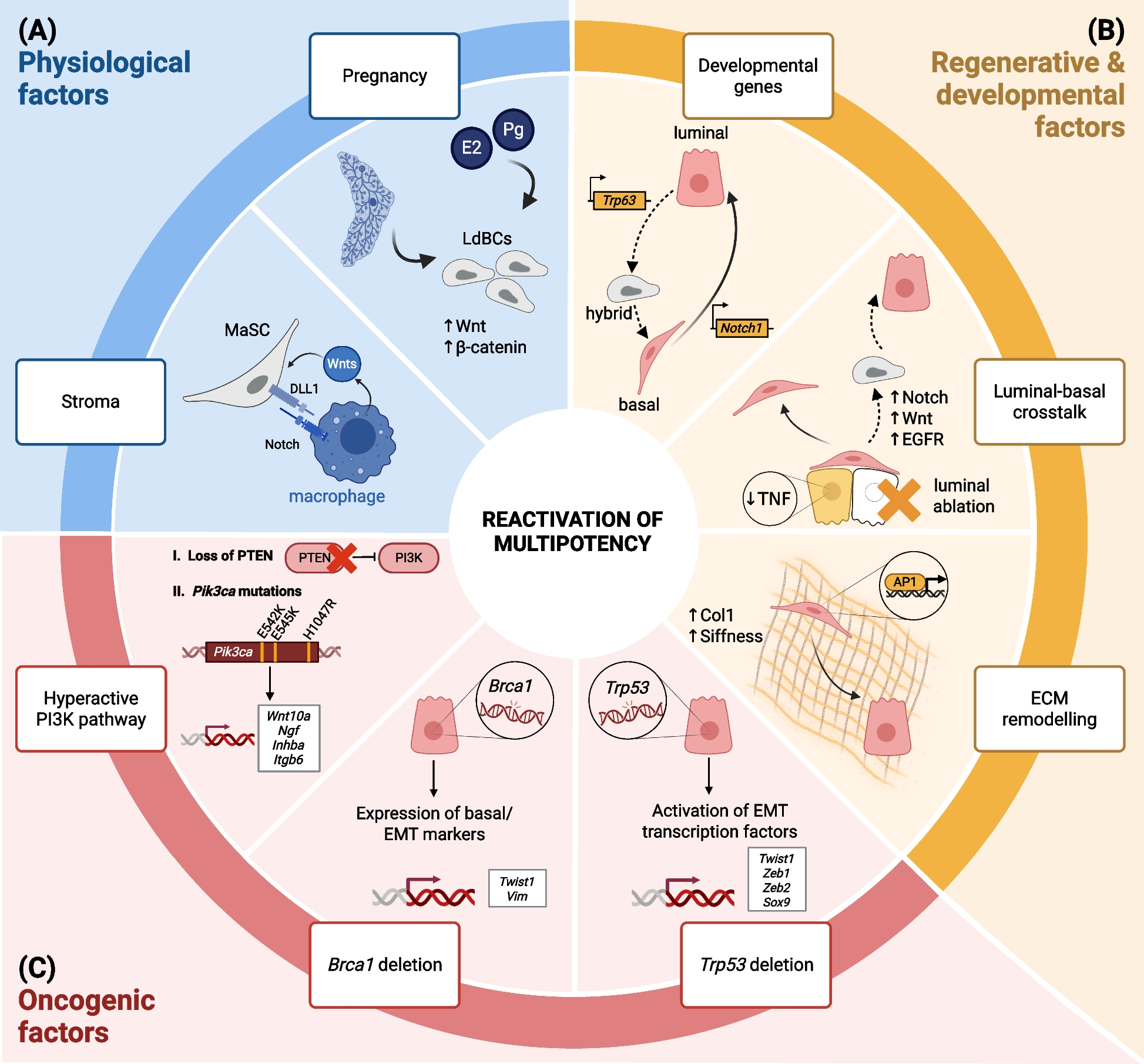 Reactivation of Multipotency in the Mammary Gland – a Ripple in the Pond and a Turn of the Tide