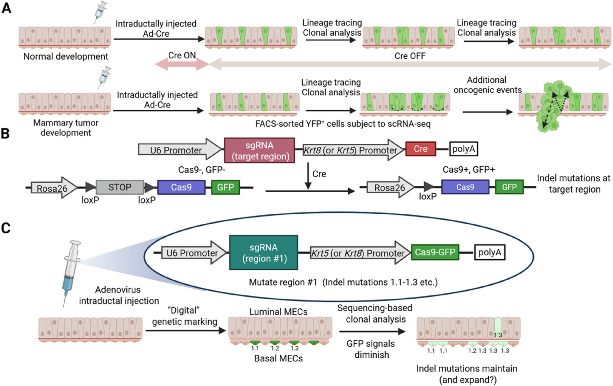 Intraductal Injection of Adenoviruses to Perform Lineage Tracing in the Mammary Gland