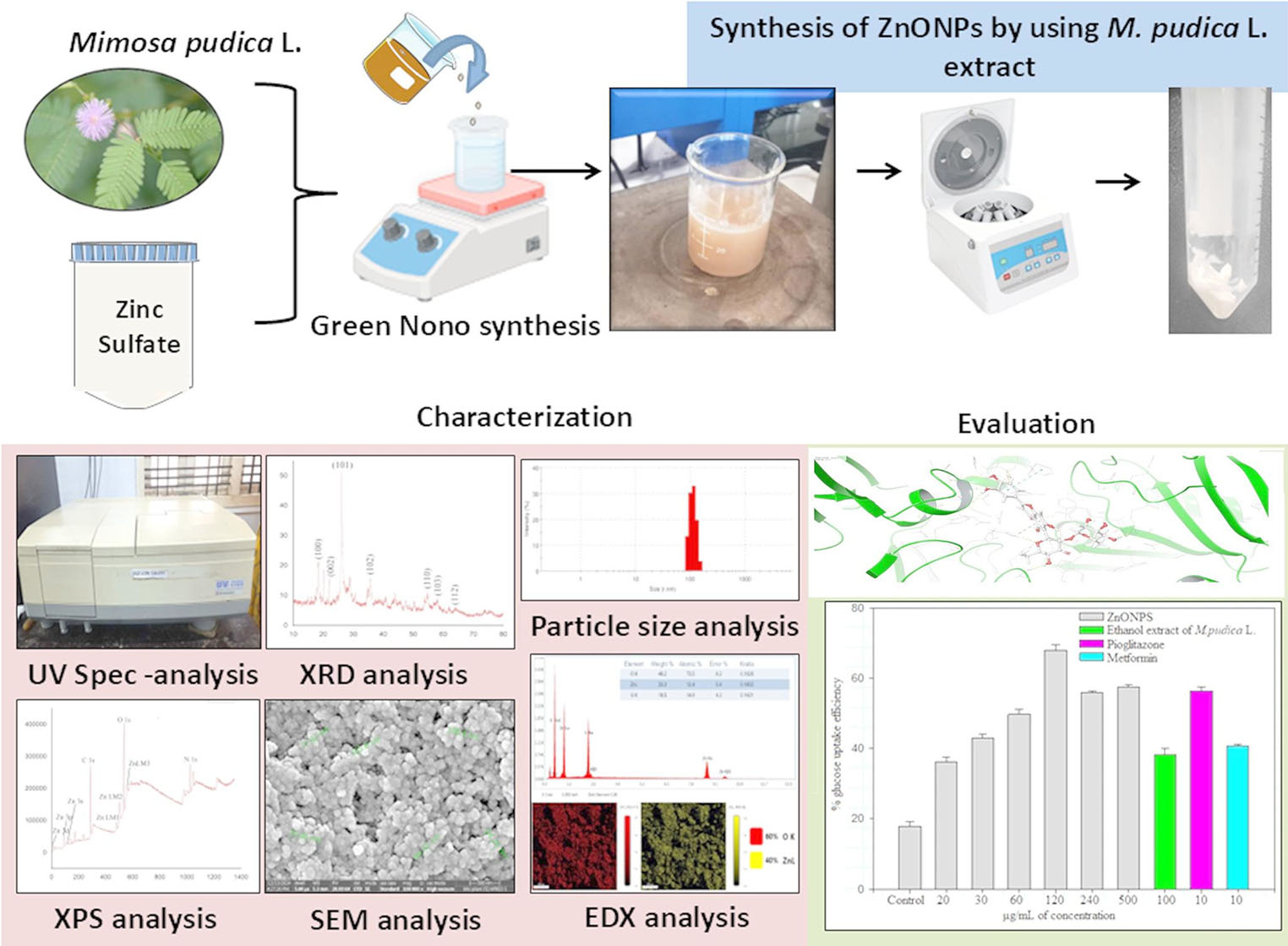 Linn. Root Extract-Mediated Synthesis of Zinc Oxide Nanoparticles: a Study of Glucose Uptake Efficiency on 3T3-L1 Adipocytes