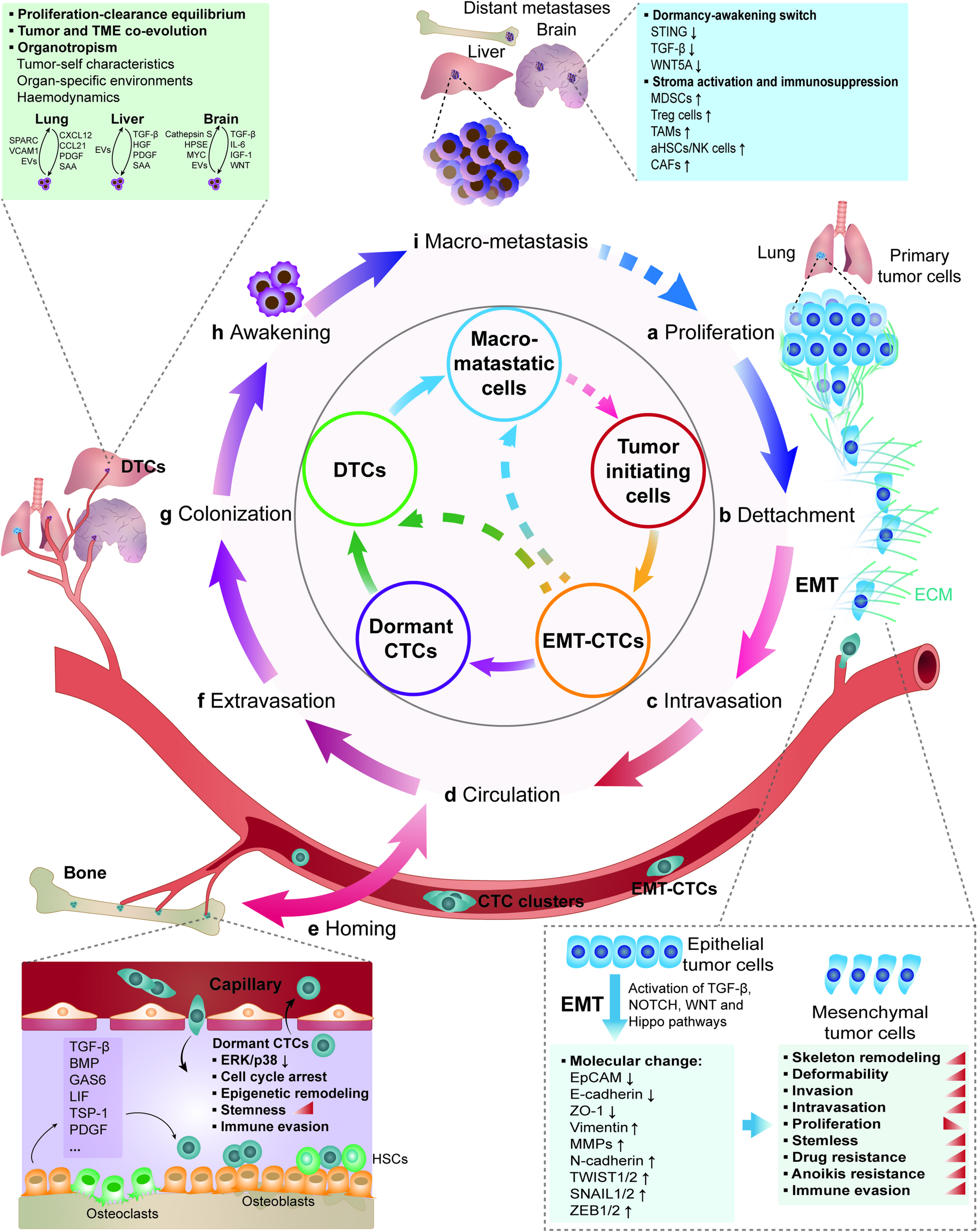 Clinical applications of circulating tumor cells in metastasis and therapy