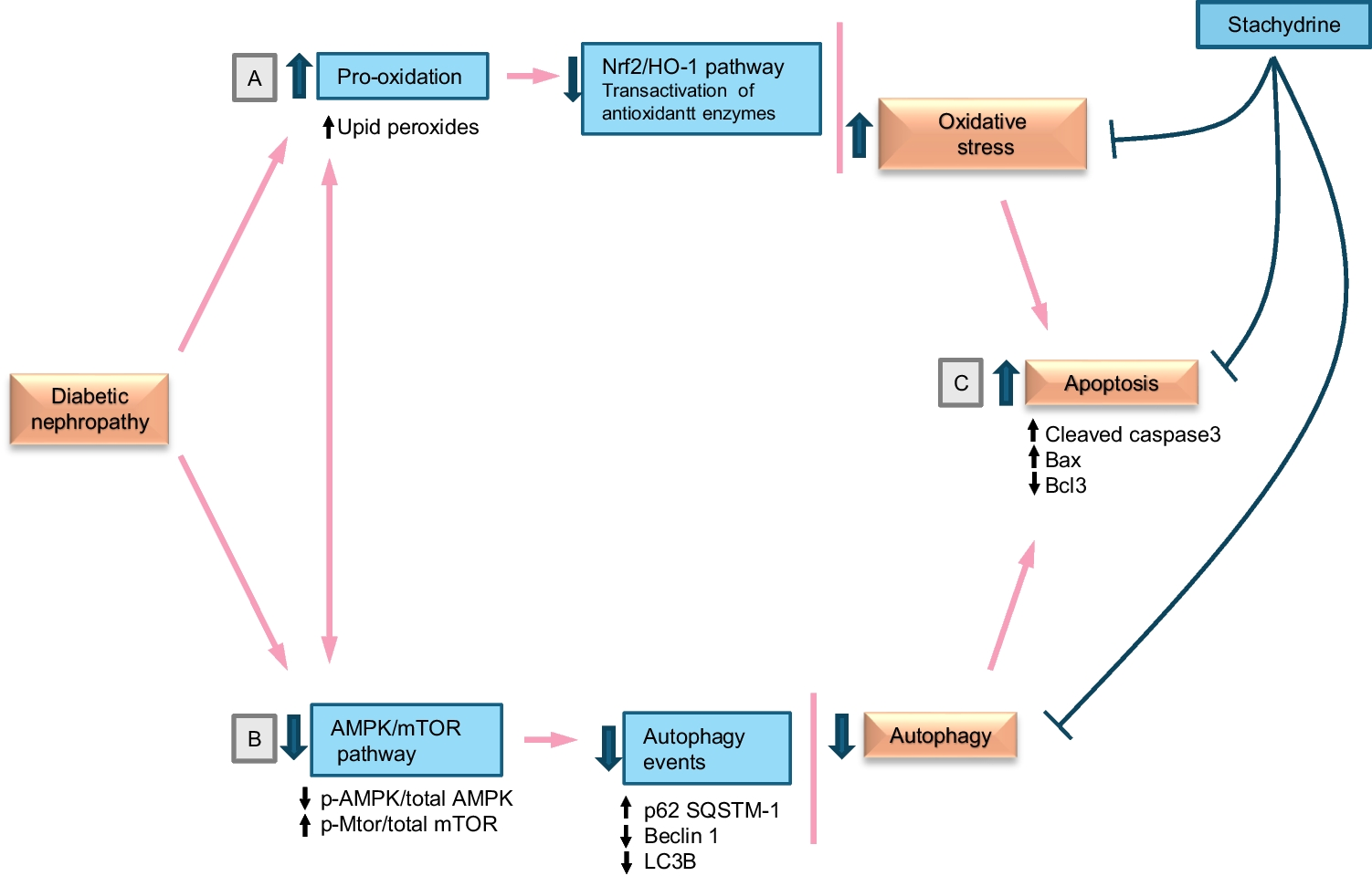 Stachydrine Protects Against Diabetic Nephropathy Through Modulating Autophagy, Oxidative Stress, and Apoptosis via the AMPK/mTOR and Nrf2/HO-1 Pathways