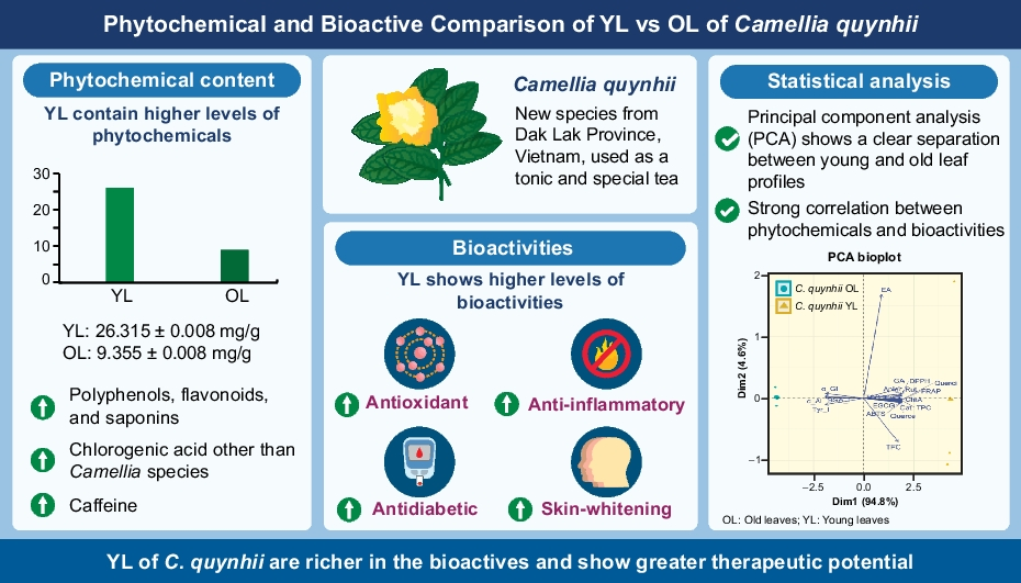 Unveiling the Phytochemical Richness and Bioactive Potential of : A Novel Species from Dak Lak Province, Vietnam