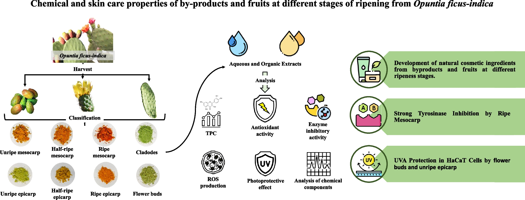 Chemical and Skin Care Properties of By-products and Fruits at Different Stages of Ripening from