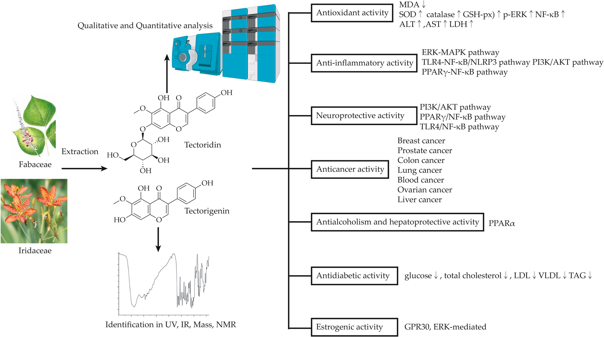 Tectoridin and Tectorigenin: A Review of Their Chemistry, Biological Activities and Molecular Mechanisms