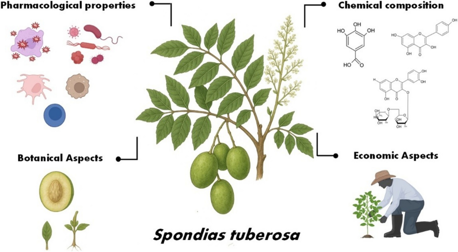 : A Promising Food Species from the Caatinga Biome—A Comprehensive Review of Its Chemistry, Biological and Nutritional Potential, and Applications