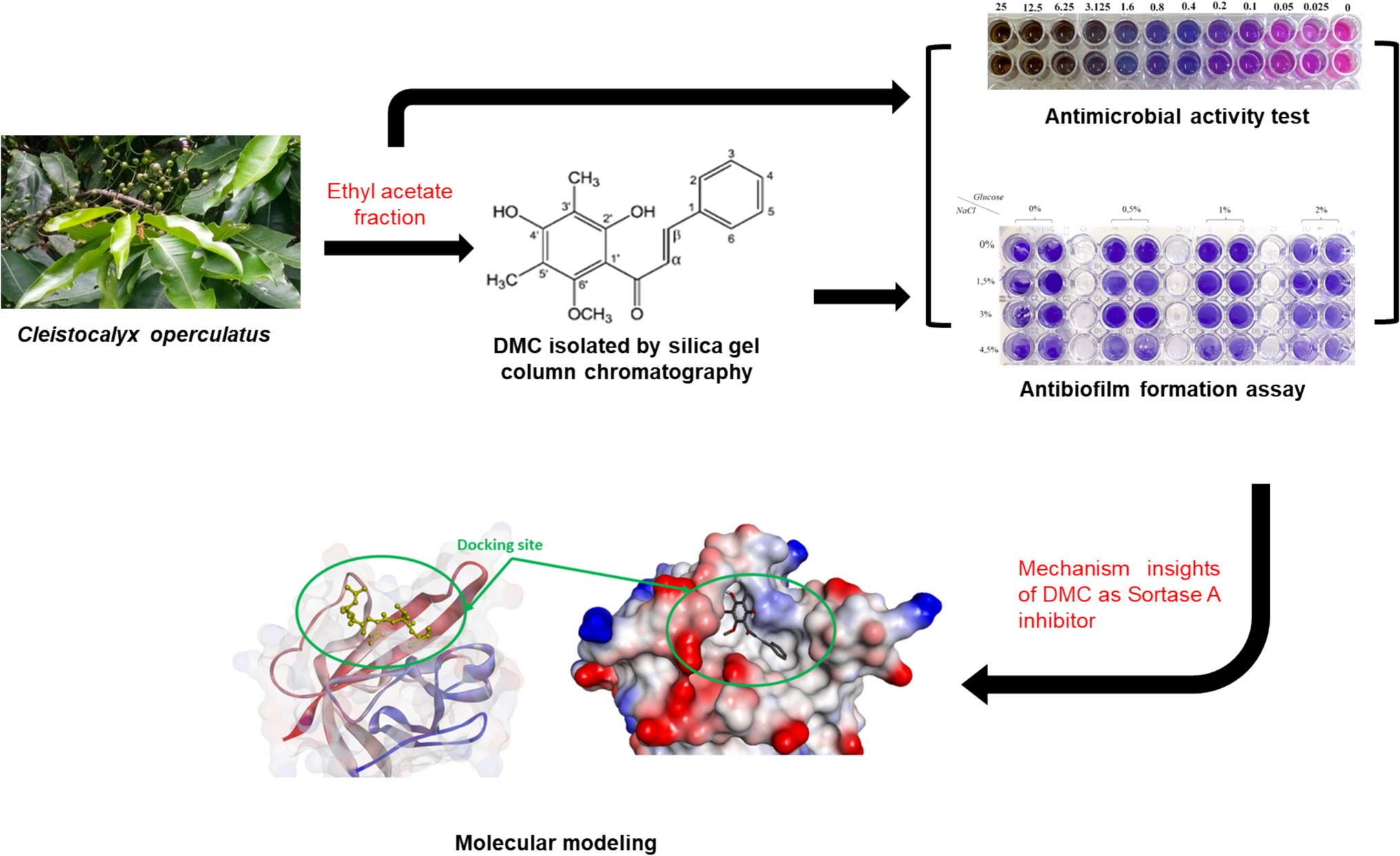 and  antibiofilm activity against methicillin-resistant  of 2’,4’-dihydroxy-6’-methoxy-3’,5’-dimethylchalcone isolated from ethyl acetate fraction of