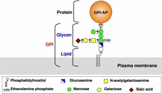 Biosynthesis of GPI anchored proteins, its deficiencies and treatment