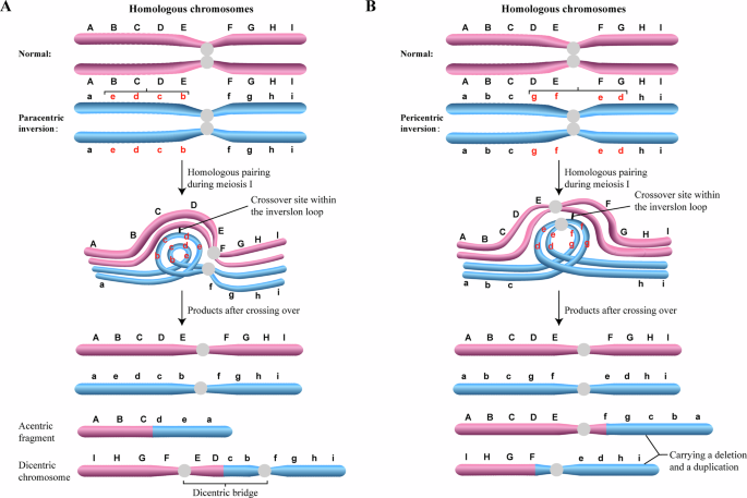 Meiotic determinants of unbalanced gametogenesis in chromosomal inversion carriers 