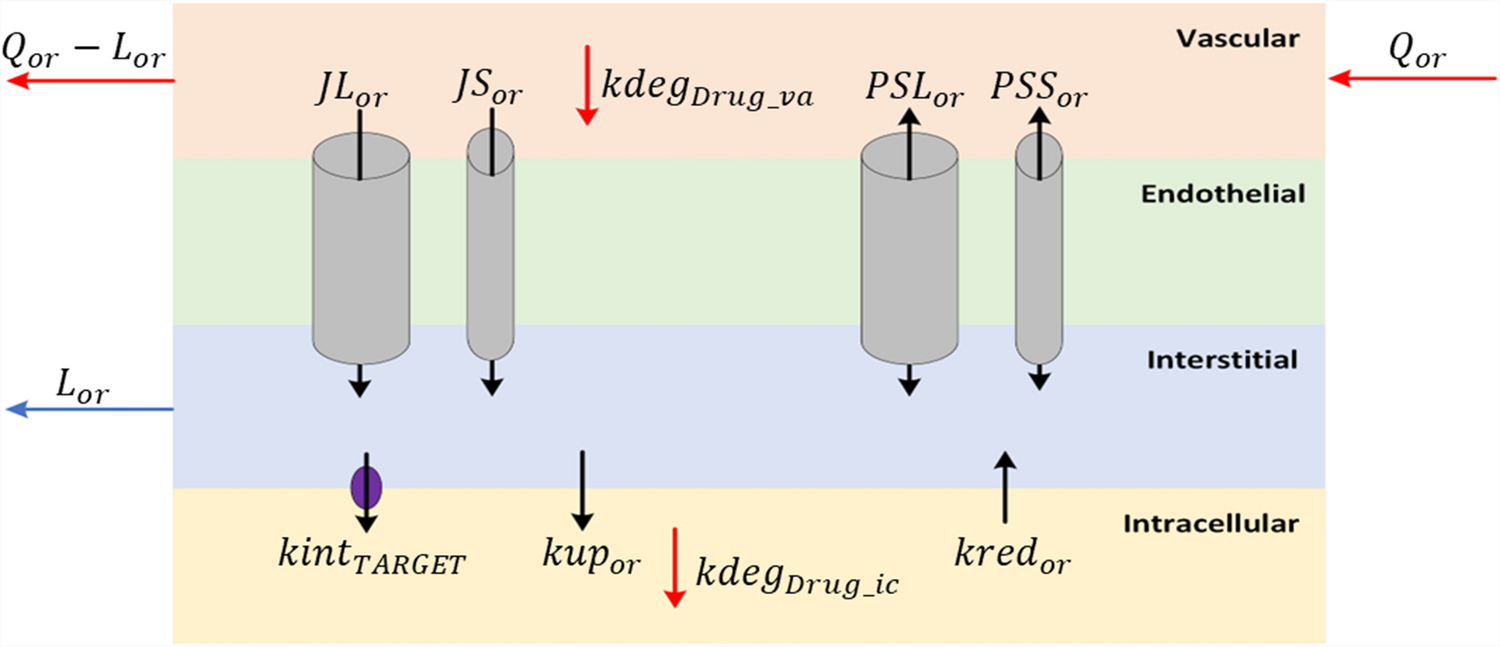 Cross-species translational modelling of targeted therapeutic oligonucleotides using physiologically based pharmacokinetics