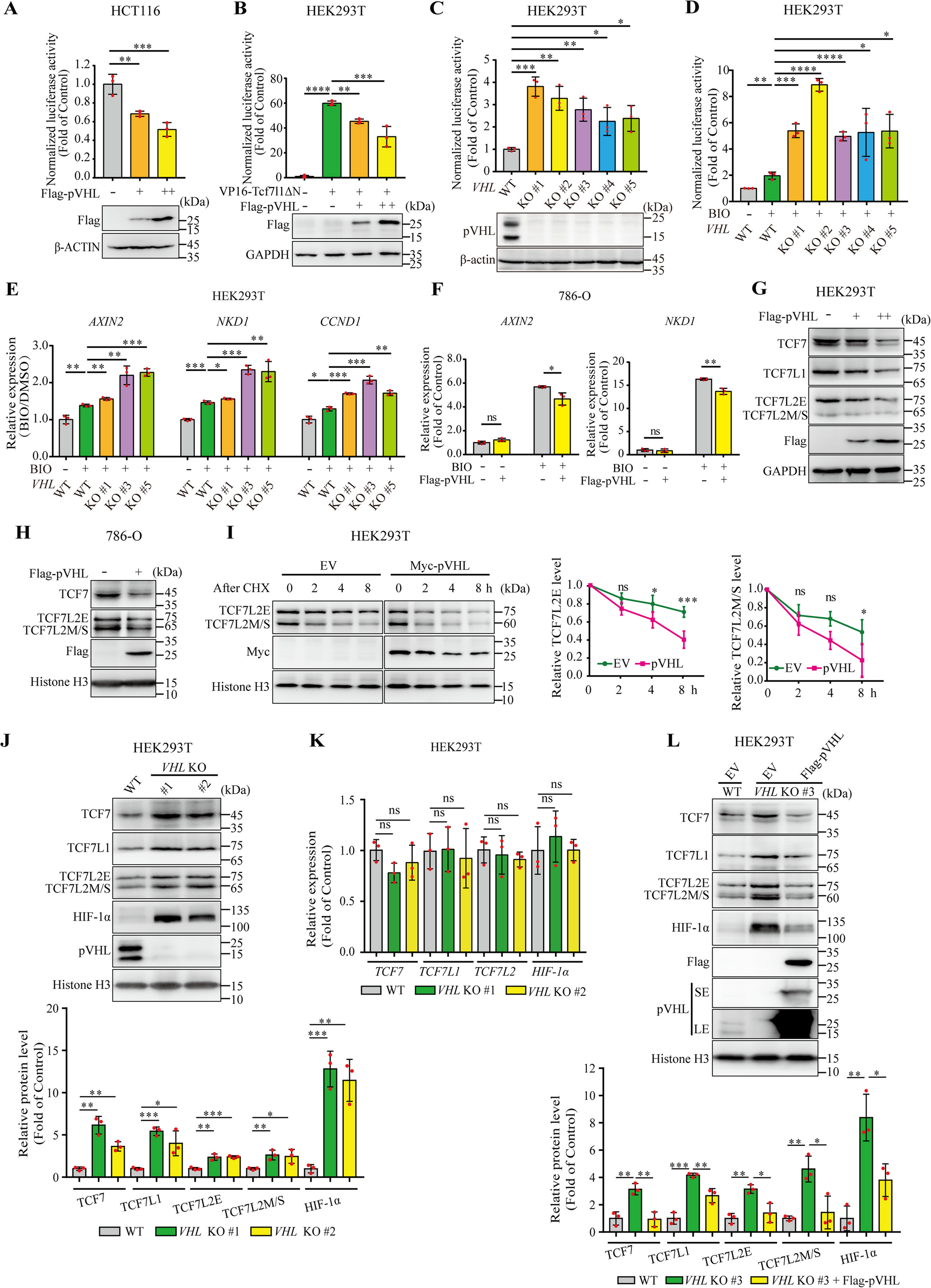 pVHL regulates protein stability of the TCF/LEF transcription factor family via ubiquitin-independent proteasomal degradation
