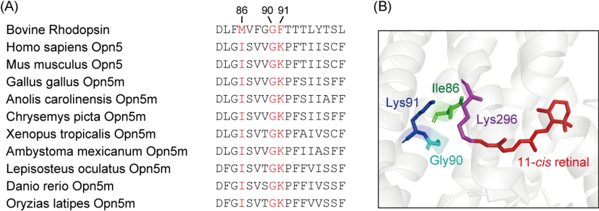 A key spectral tuning site of UV-sensitive vertebrate non-visual opsin Opn5
