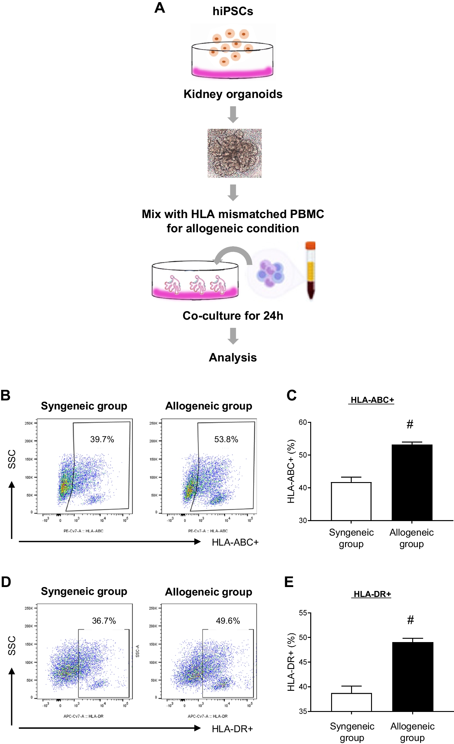 Modeling of kidney allograft rejection using hiPSC-derived kidney organoids and HLA-mismatched PBMCs: an  co-culture system