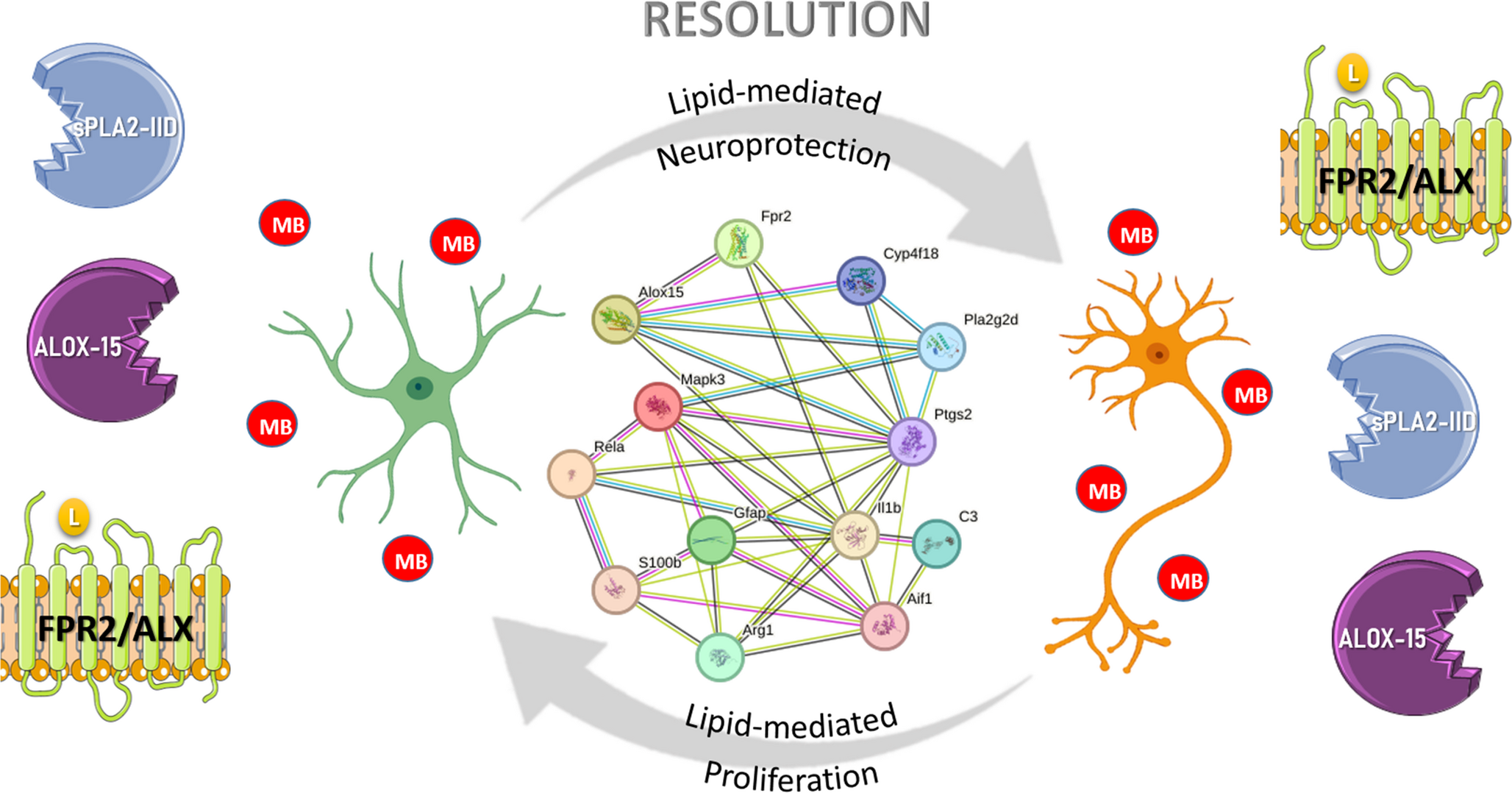 Molecular components of the FPR2/ALX pathway participate in astrocyte-neuron resolution responses to afford maneb-induced toxicity