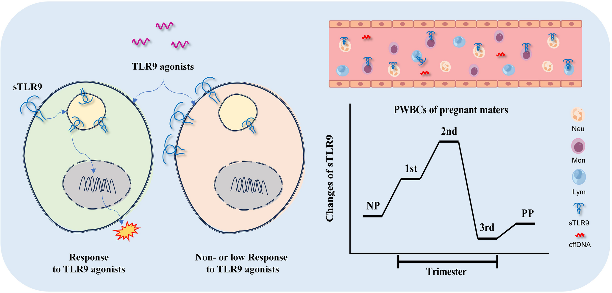 sTLR9 on maternal Circulating immune cells as a negative regulatory phenotype during pregnancy