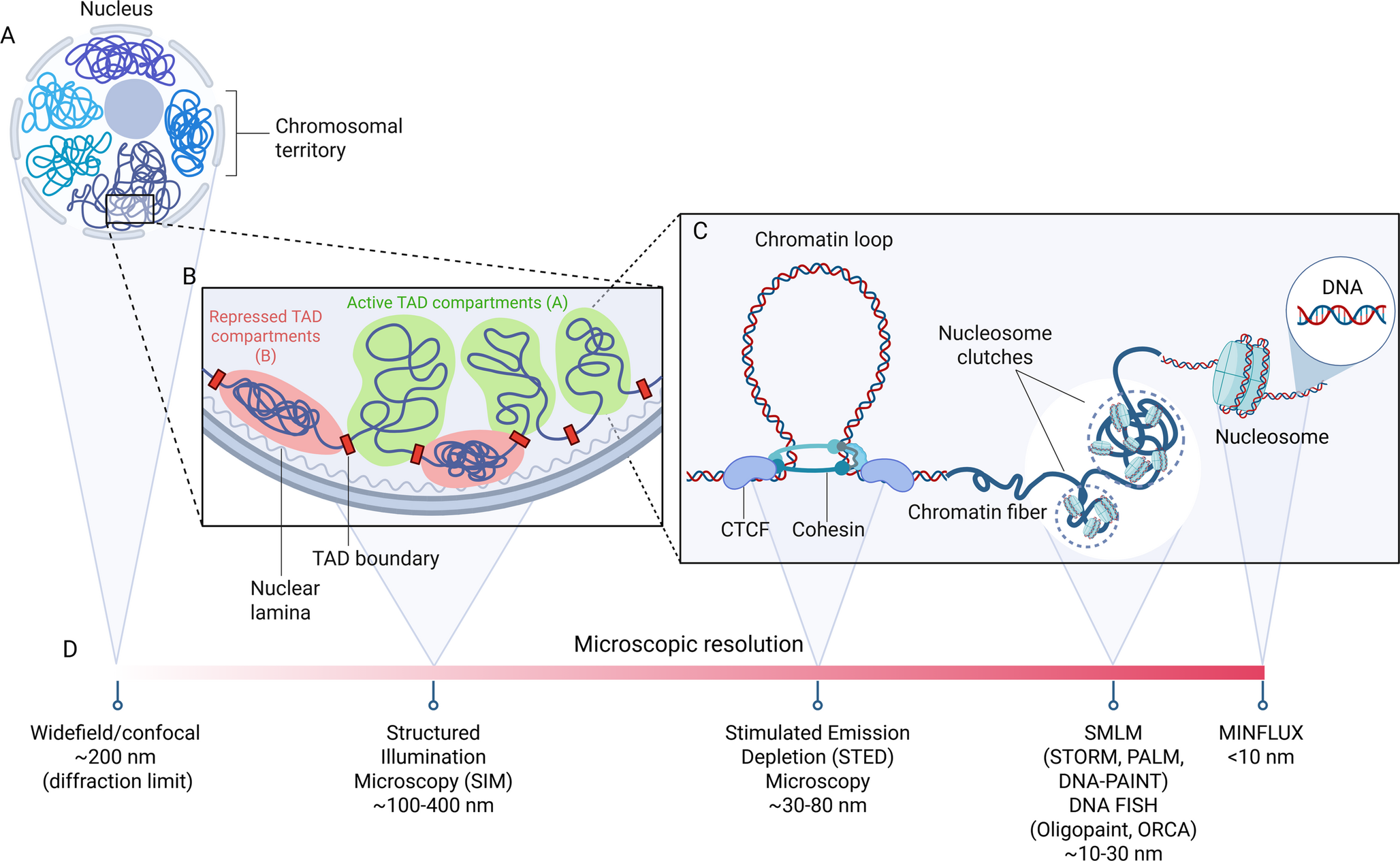 Deep learning in chromatin organization: from super-resolution microscopy to clinical applications