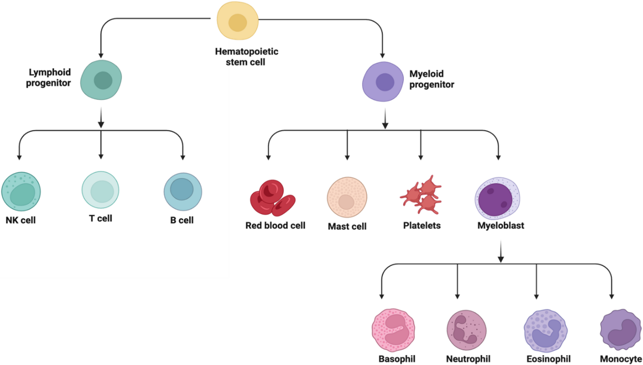 Wnt signaling - using the bloodstream to send a message