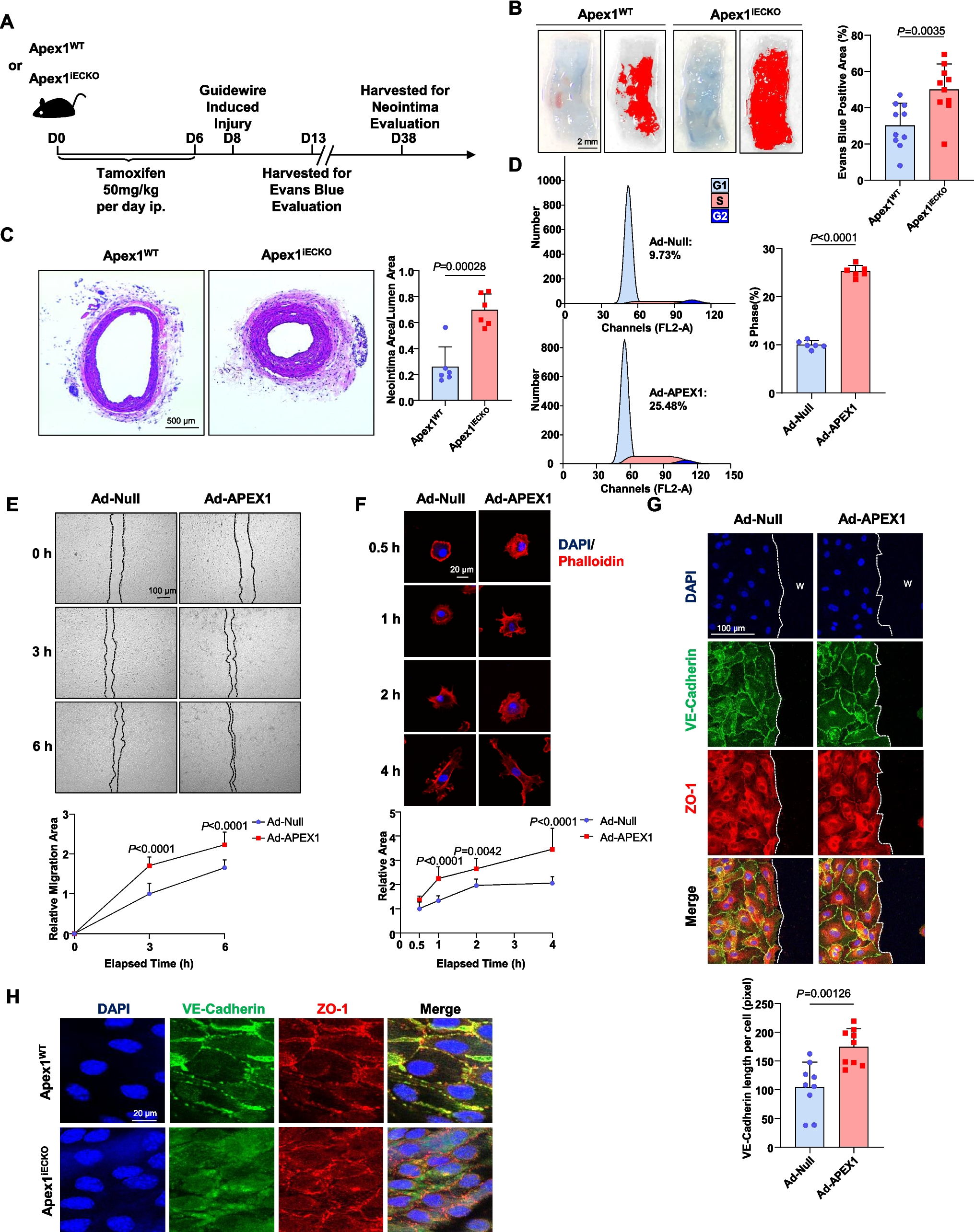 APEX1-STAT3 signaling mediates the force-coordinated endothelial regeneration