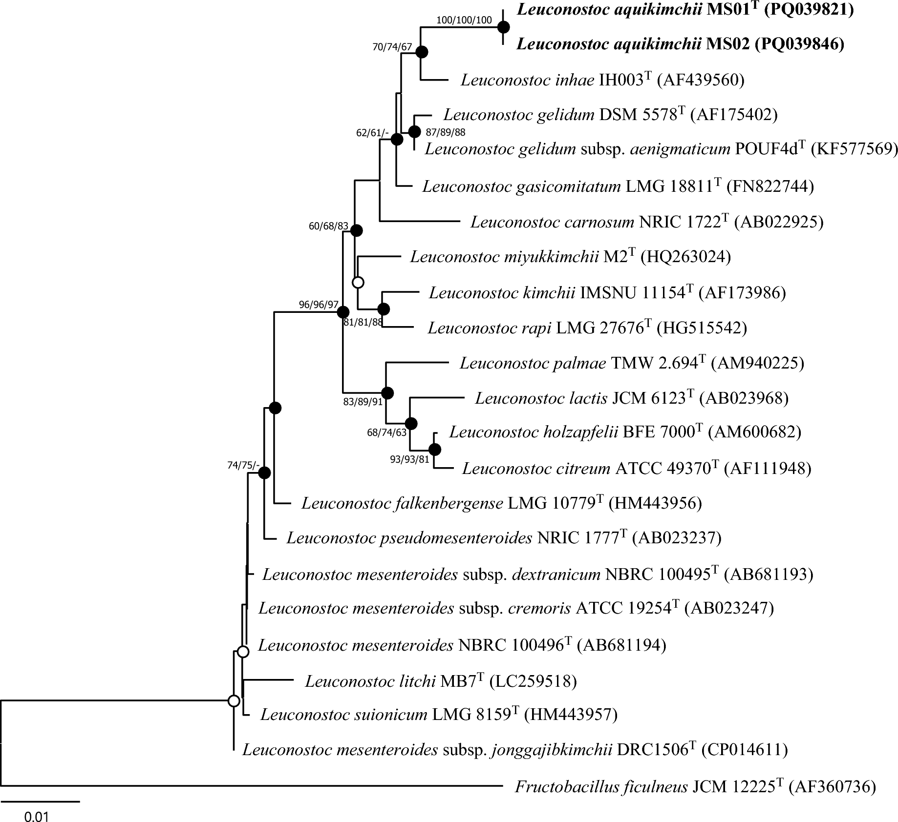 sp. nov., a Lactic Acid Bacterium Isolated from Cabbage Watery Kimchi