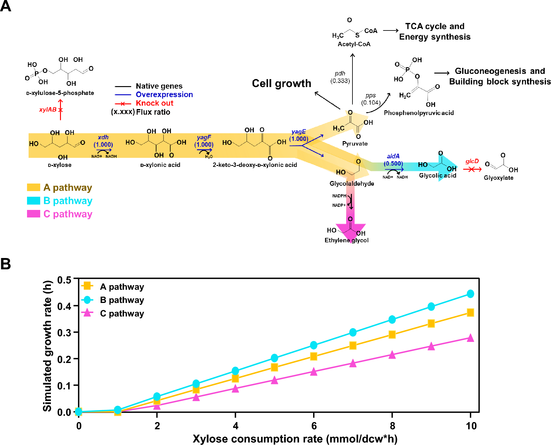 Investigation of Bottleneck Enzyme Through Flux Balance Analysis to Improve Glycolic Acid Production in