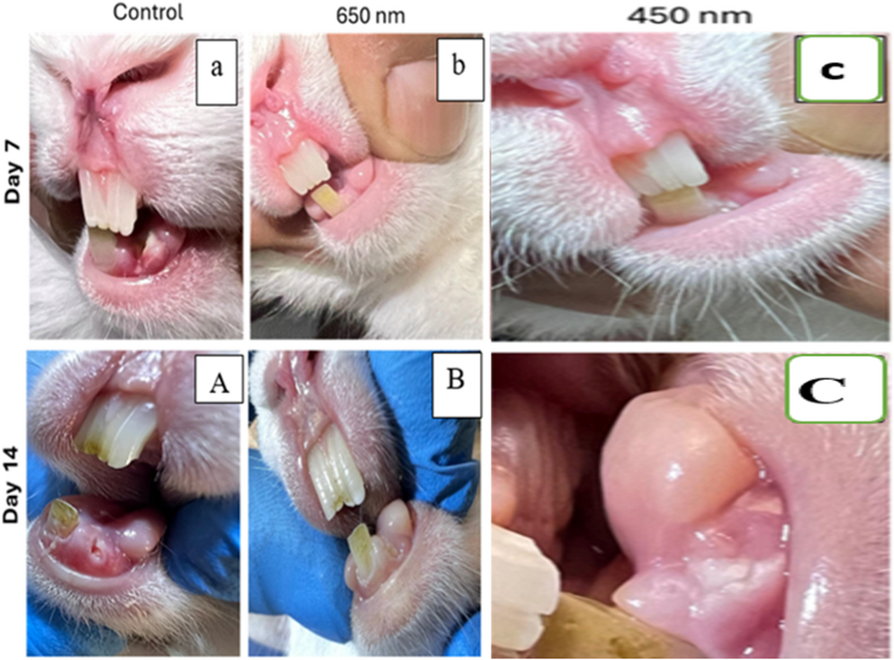 Comparative analysis of 650 nm and 450 nm diode lasers in photobiomodulation for wound healing after tooth extraction in rabbits