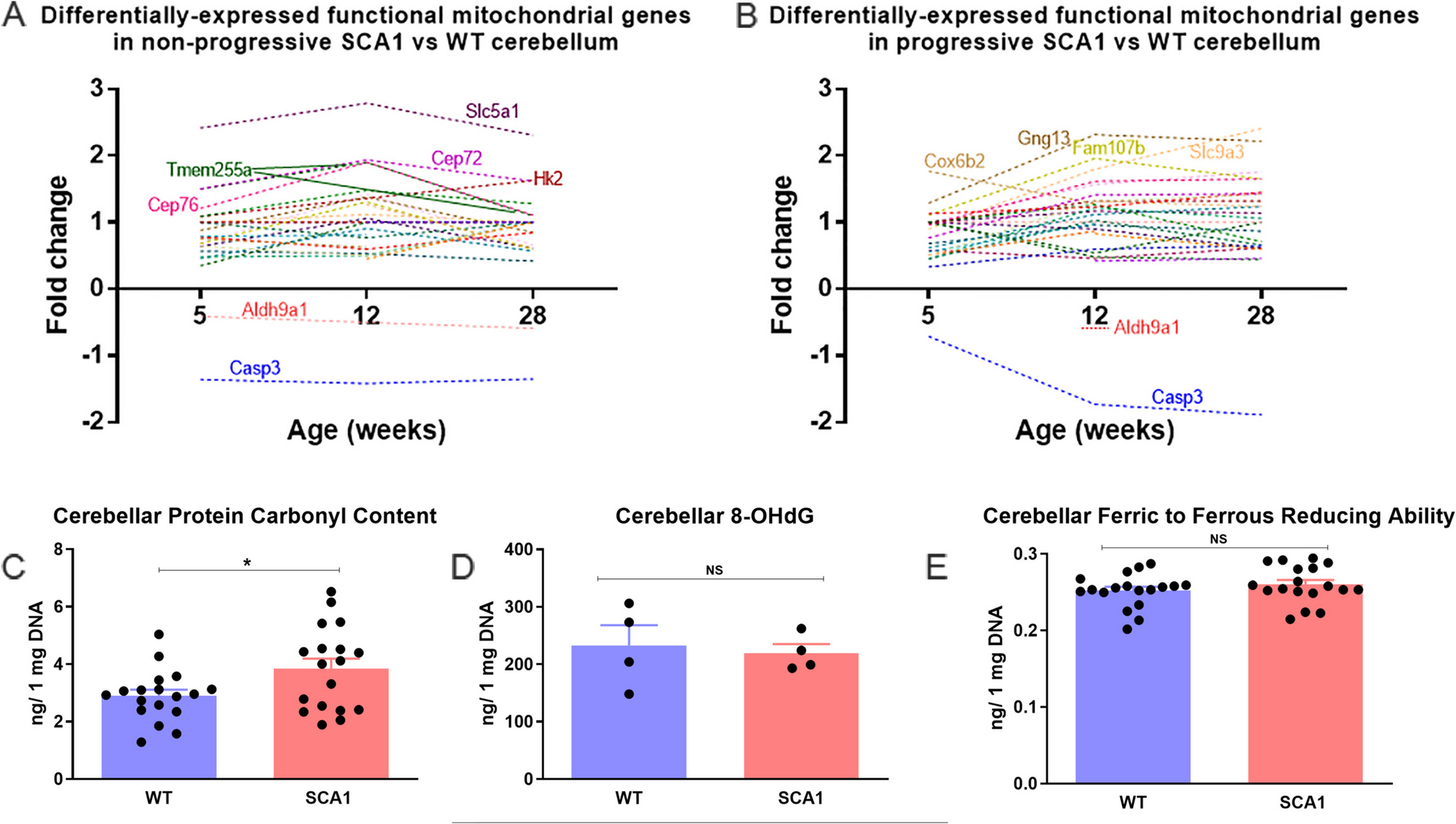 Spinocerebellar Ataxia Type 1 (SCA1) Cell Models Display Widespread Mitochondrial and Extra-Nuclear Alterations