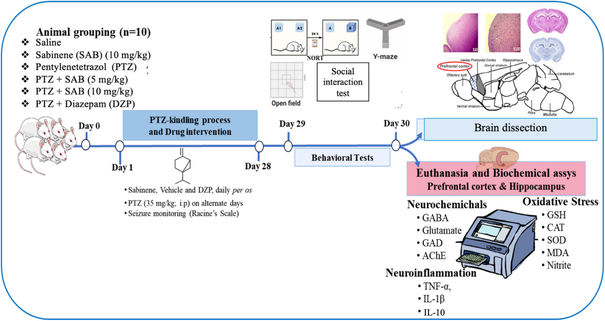 Antiepileptic and Neuroprotective Biochemical Actions of Sabinene Prevent the Development of Pentylenetetrazol-Induced Seizures and Neuropsychiatric Comorbidities in Mice