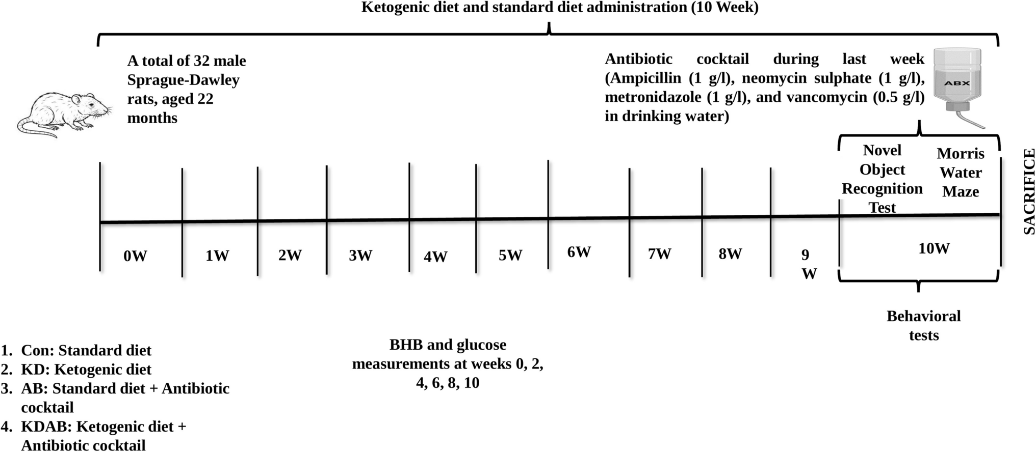 Ketogenic Diet Mitigates Age-Related Cognitive Decline and Neuroinflammation in Rats, While Antibiotics Exacerbate Brain Health Risks