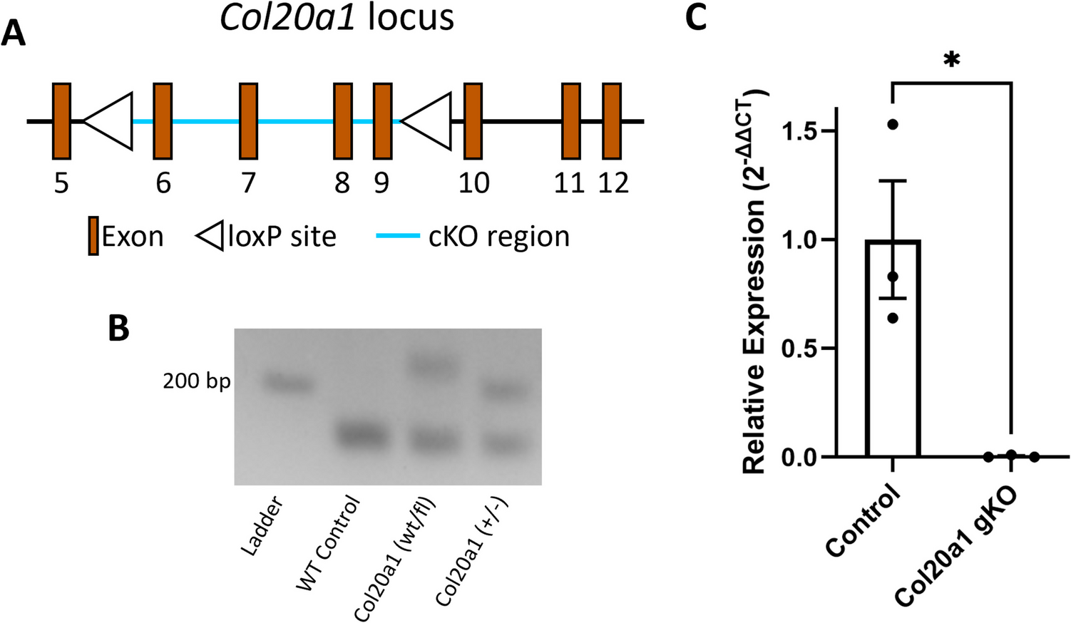 Loss of COL20A1 in Schwann Cells Alters Regeneration of the Neuromuscular Junction and Locomotor Activity in Mice
