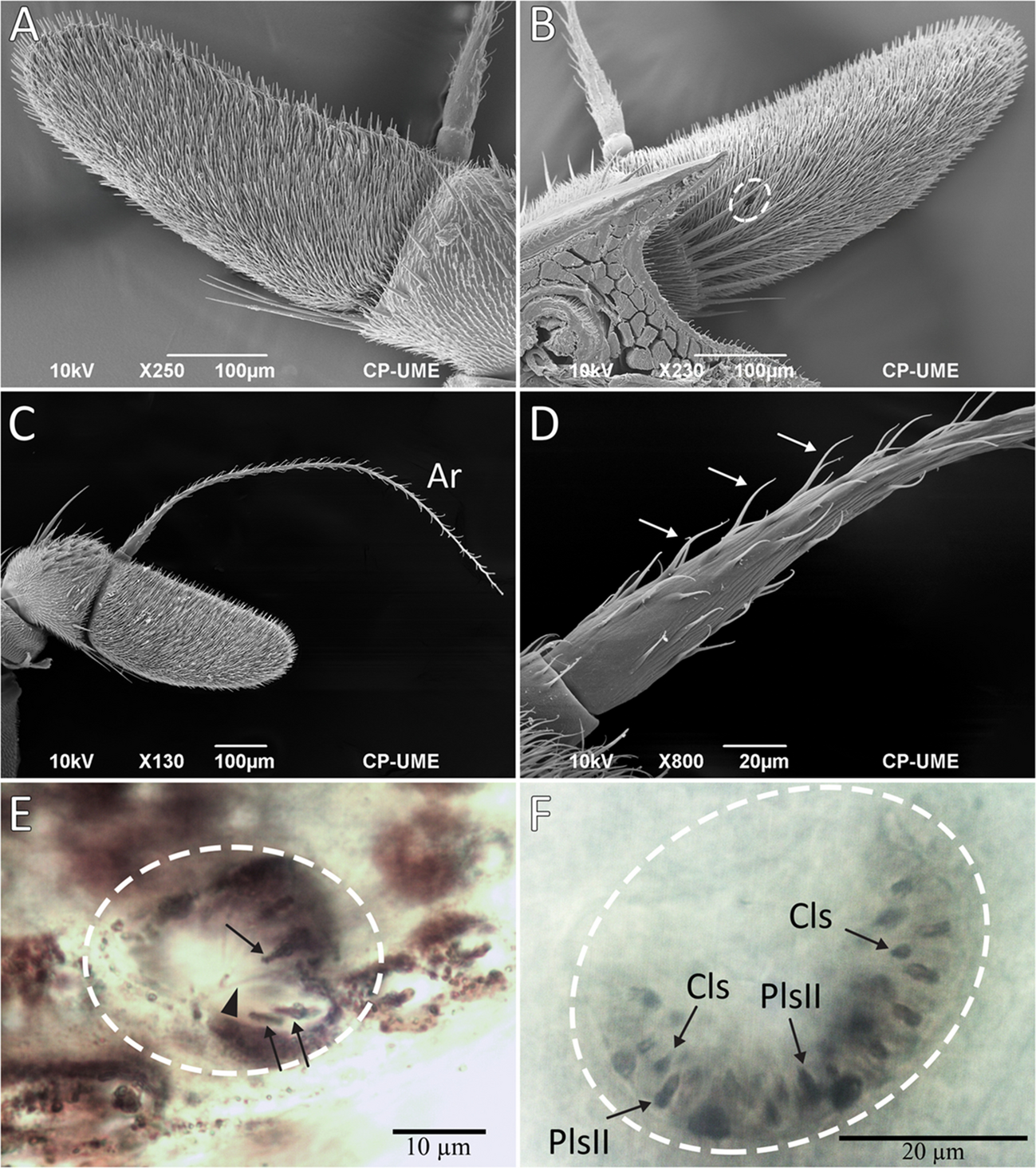 Morphological Characterization of the Sensilla from the Antennal Flagella, Maxillary Palps, and Aculei, and Electroantennogram Responses of  (Diptera: Tephritidae) to Host Volatiles