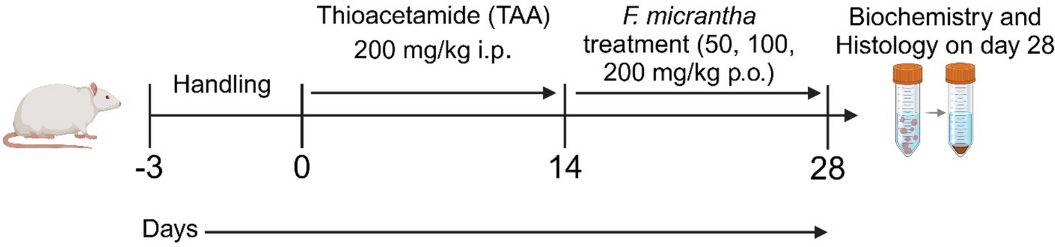 Protective effects of  against thioacetamide-induced hepatic encephalopathy: a focus on antioxidant and neuroprotective mechanisms