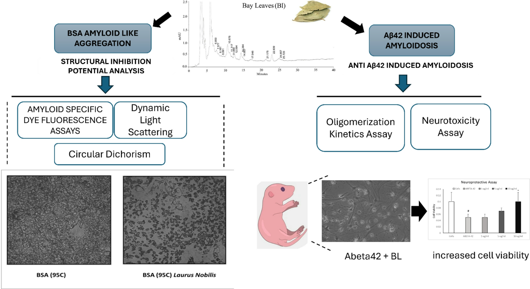 Bay leaves: the neuroprotective dietary spice  inhibition of amyloid-like aggregation