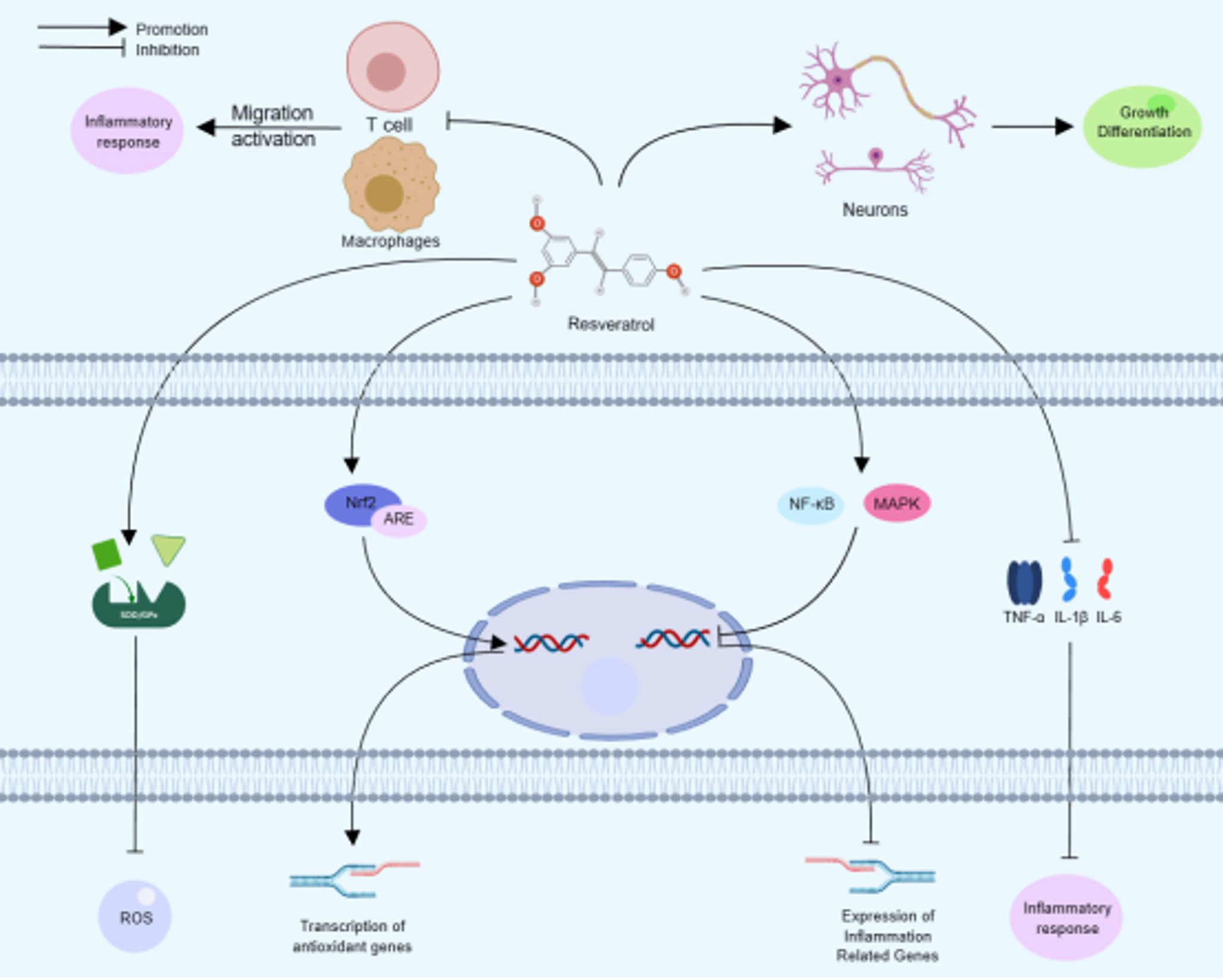The therapeutic effects of various tonic traditional Chinese medicines on demyelinating diseases