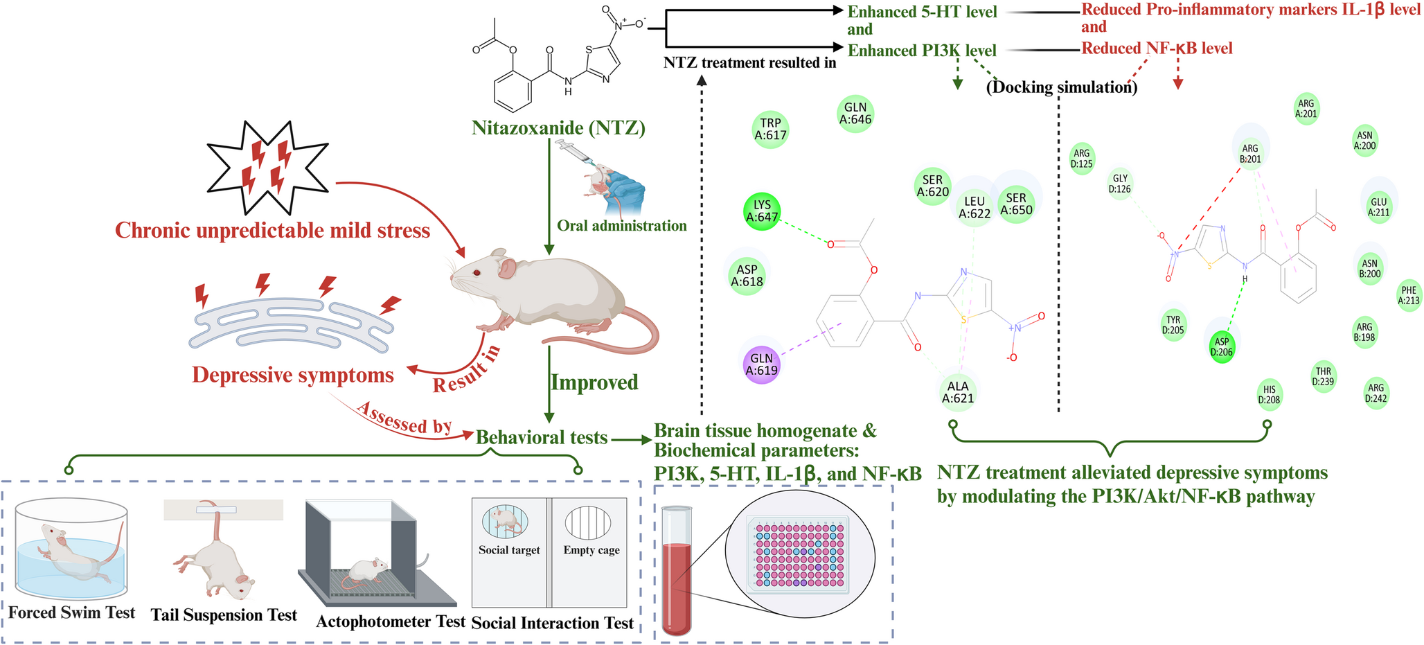 Multimodal evaluation of nitazoxanide as an antidepressant: behavioral, biochemical, and molecular docking insights