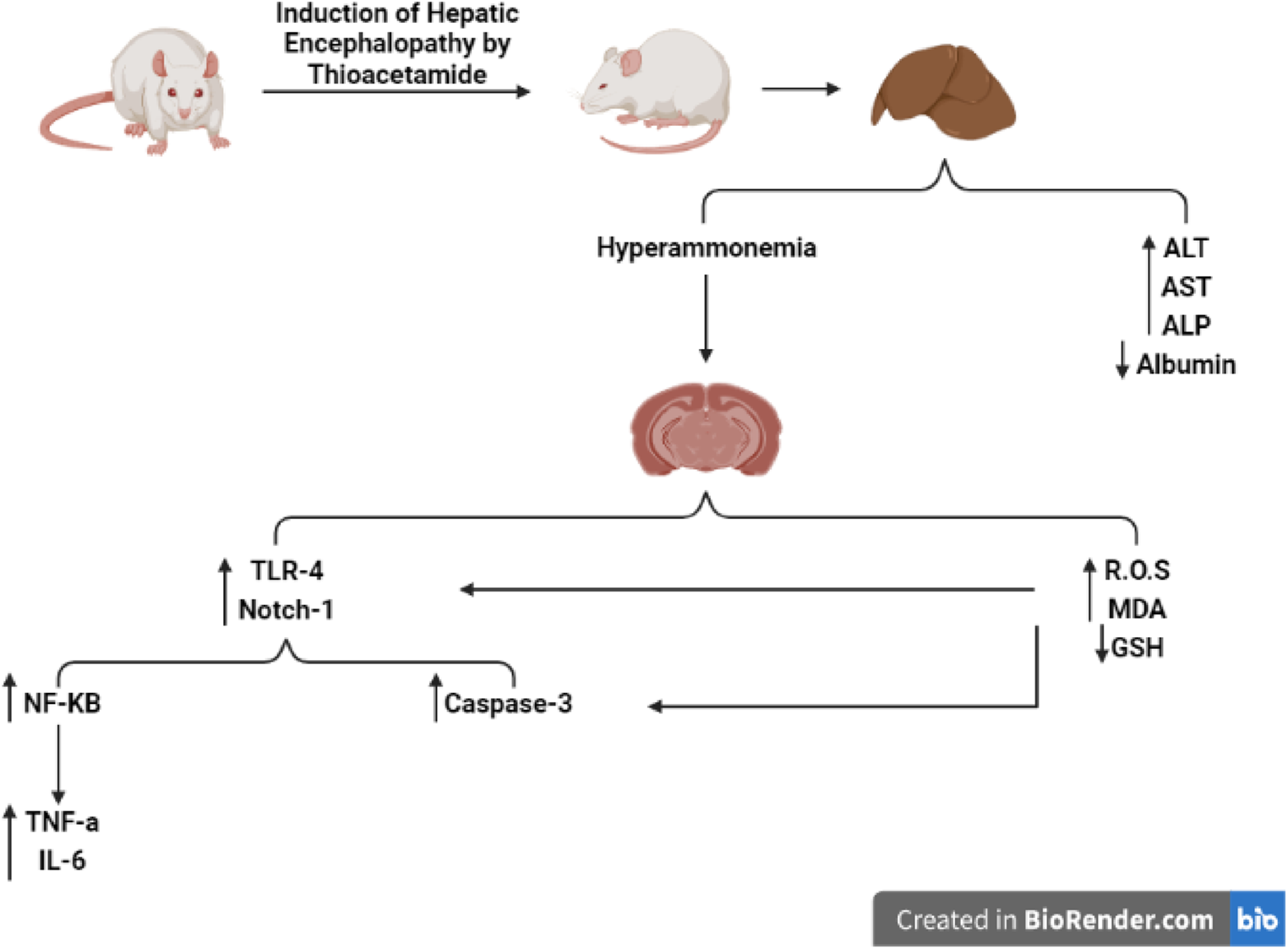 TLR-4/Notch1/NF-κB pathway modulation by dapagliflozin: a novel mechanism for neuroprotection in hepatic encephalopathy