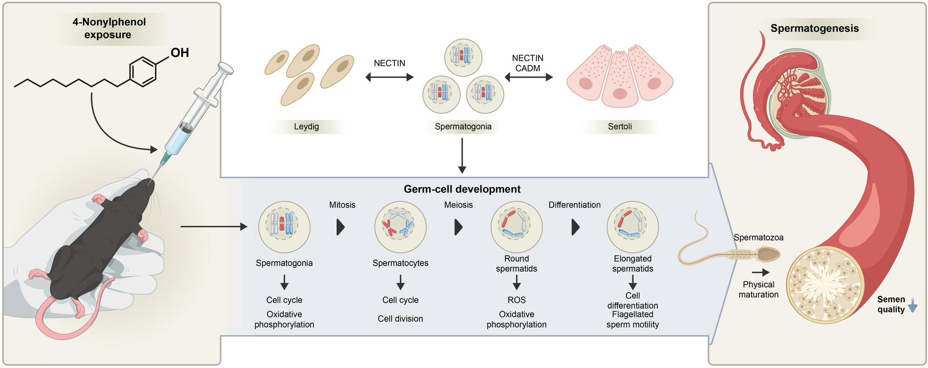 scRNA-seq deciphers molecular mechanisms of endocrine disruptor 4-nonylphenol impairing spermatogenesis in mice