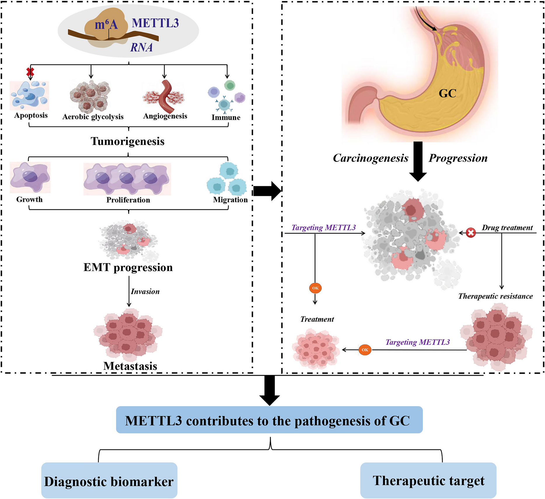 METTL3-driven m⁶A epigenetics in gastric cancer: unveiling oncogenic networks and clinical translation from tumorigenesis to therapy resistance