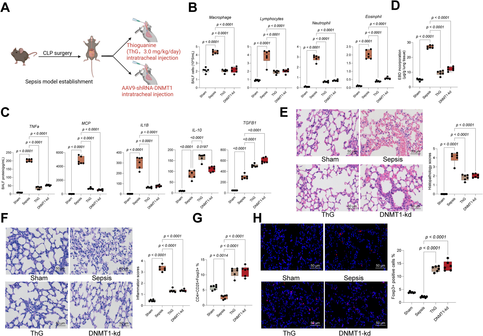 DNMT1 recruits RUNX1 and represses FOXO1 transcription to inhibit anti-inflammatory activity of regulatory T cells and augments sepsis-induced lung injury